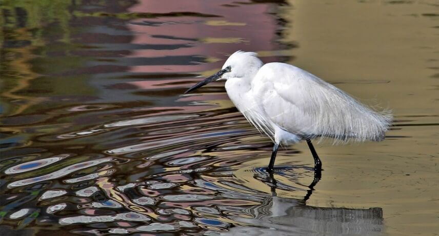 Observação de Aves na Madeira - Egretta garzetta Observação de Aves na Madeira - Egretta garzetta